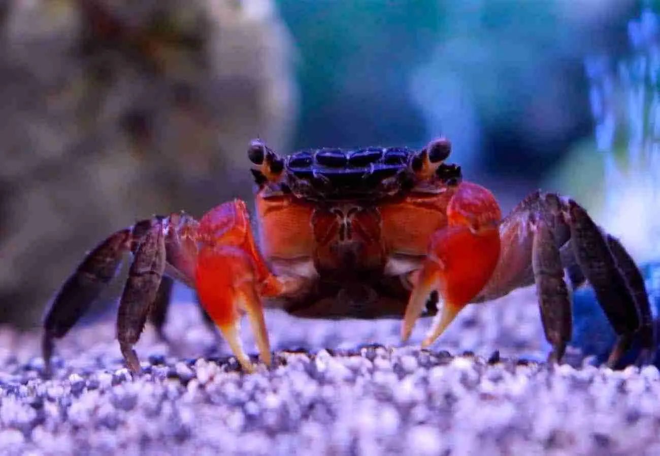 Freshwater Crabs