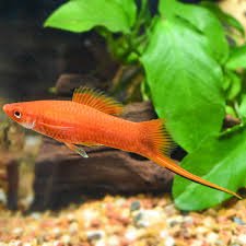 Red Crescent Swordtail