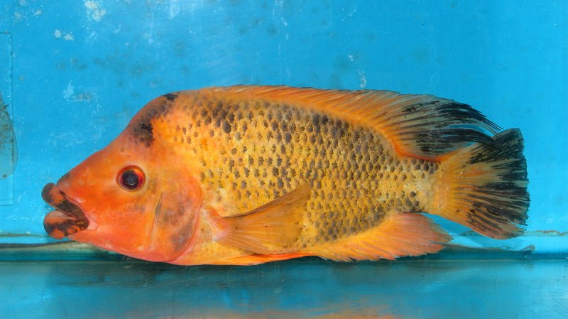 Red Devil