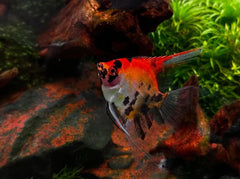 Red Devil Angel