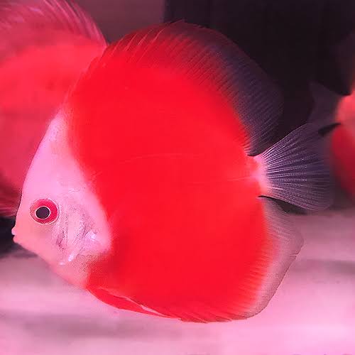 Red Diamond Discus
