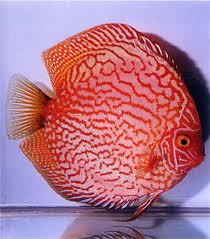 Red Dragon Discus - 3"