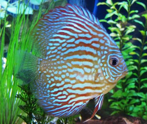 Red Eagle Turquoise Discus