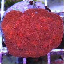 Red Echinophyllia Chalice Coral - Medium
