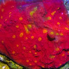 Red Echinophyllia Chalice Coral - Medium