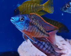 Haplochromis Red Empress