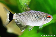 Red Eye Tetra