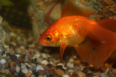 Red Fantail Goldfish