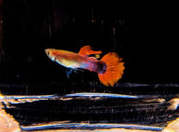 Red Flamingo Guppy Male