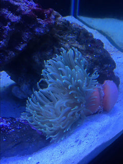 Red Foot Sand Anemone - Medium