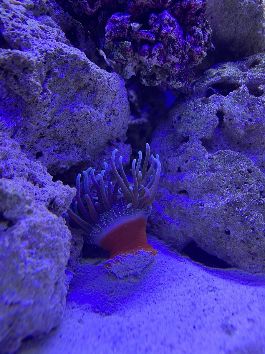Red Foot Sand Anemone - Medium