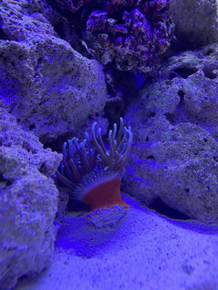 Red Foot Sand Anemone - Medium