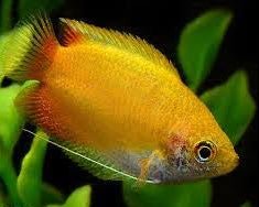 Red Gold Honey Gourami