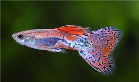 Red Grass Guppy Male