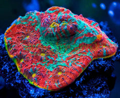 Red & Green Echinophyllia Chalice Coral - Medium