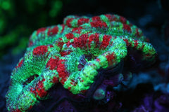 Red & Green Echinophyllia Chalice Coral - Medium
