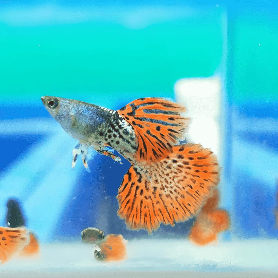 Red Halfmoon Guppy Male