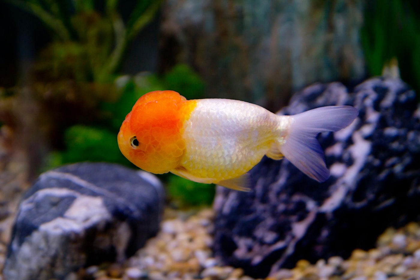 Red Lionhead Goldfish