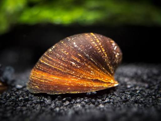 Red Lip Nerite Snail