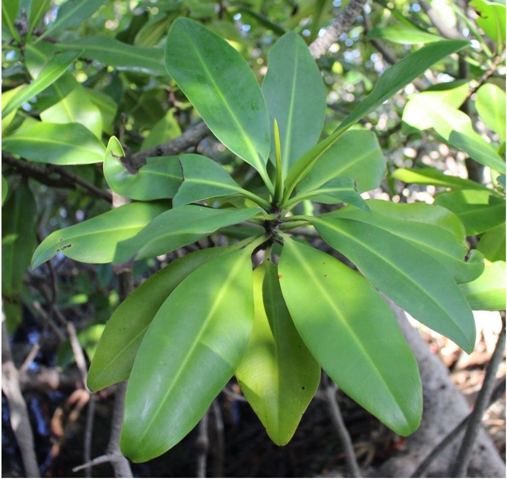 Red Mangrove Plant with Leaves - Medium