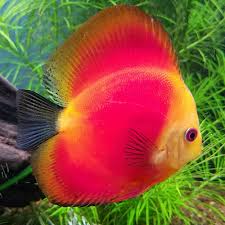 Red Melon Discus