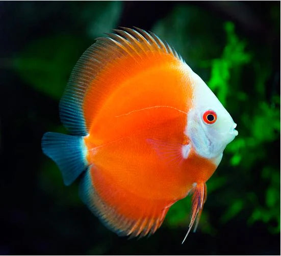 Red Melon Discus