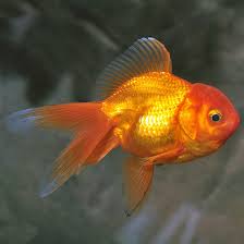 Red Oranda