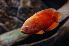 Red Oscar