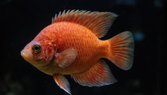 Red Oscar