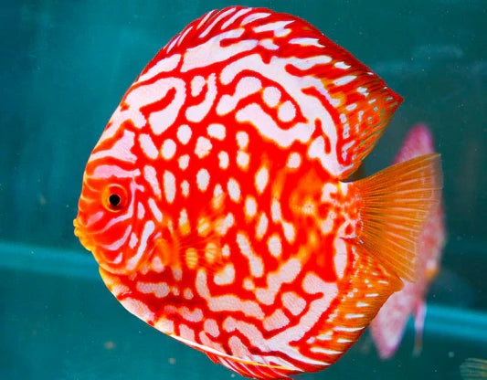 Red Map Discus
