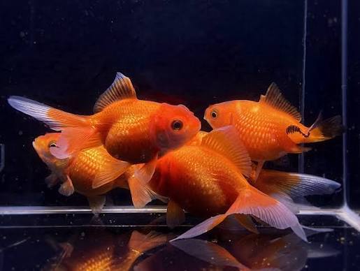 Red Pearl Scale