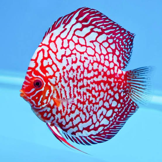 Red Pigeon Blood Discus