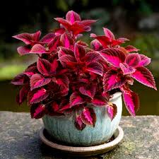 Red Plant Color Pack