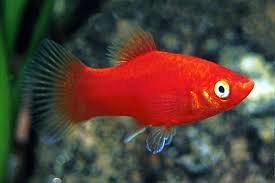 Red Platy
