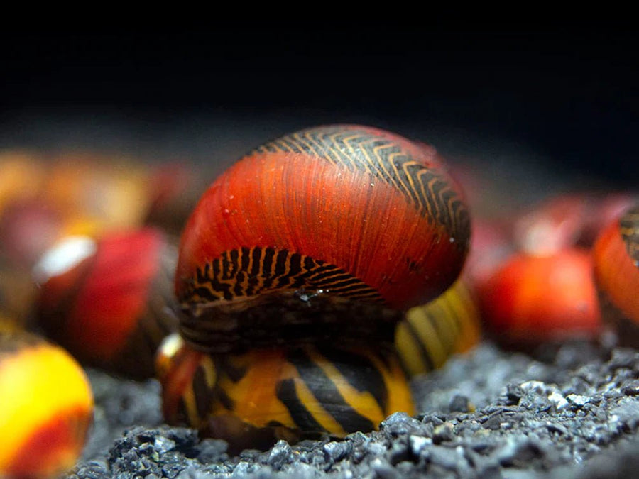 Freshwater Snails