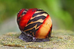 Red Racer Nerite Snail