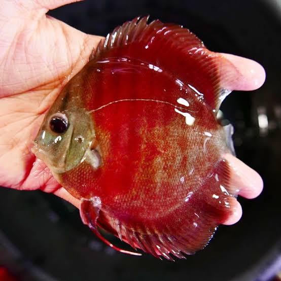 Red Rose Discus