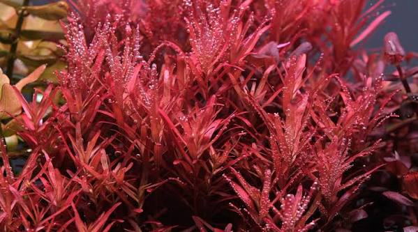 Red Rotala