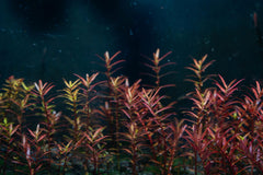 Red Rotala Rotundifolia Plant Bunched