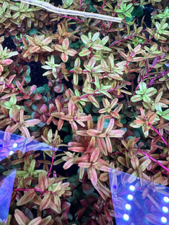 Red Rotala Rotundifolia Plant Bunched