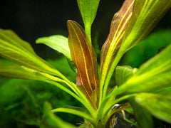 Red Rubin Sword Potted