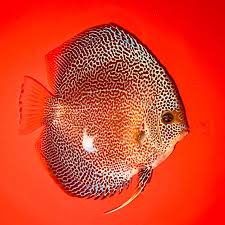 Red Spider Discus