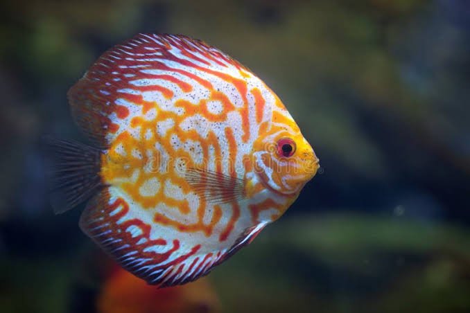 Red Spotted Golden Discus