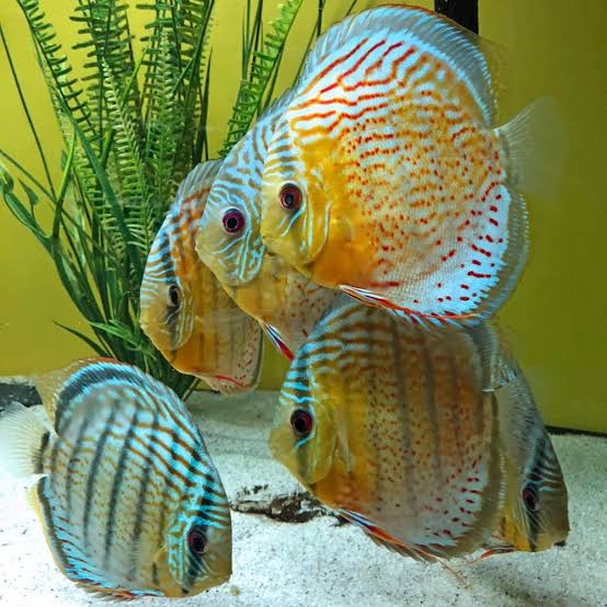 Red Spotted Green Discus