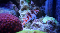 Red Spotted Hawkfish - Medium