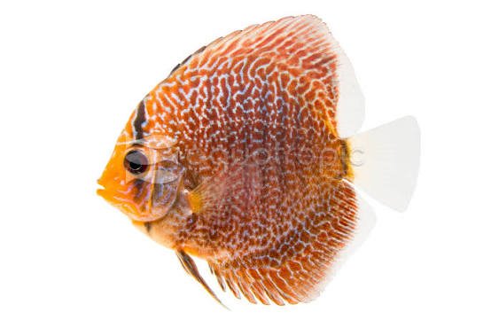 Red Spotted Snake Discus