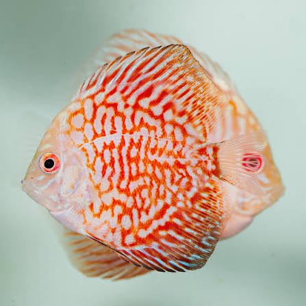 Red Stone Discus