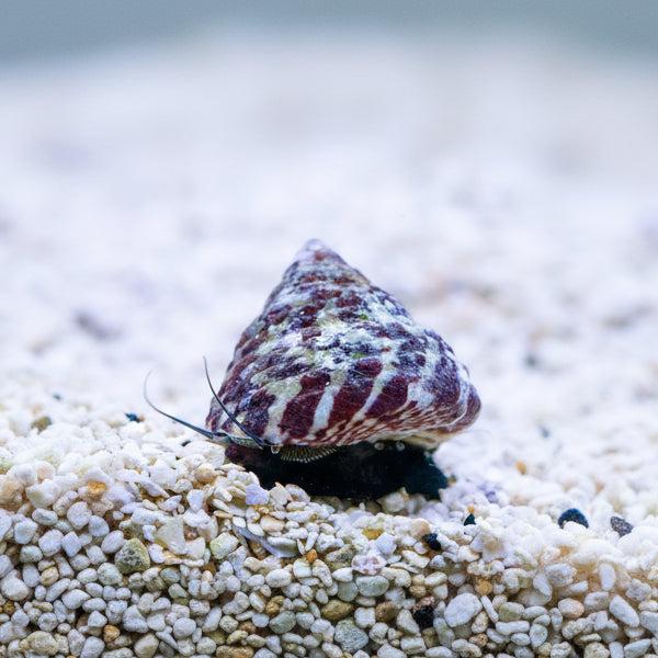 Red Stripe Trochus Snail Bali - Medium