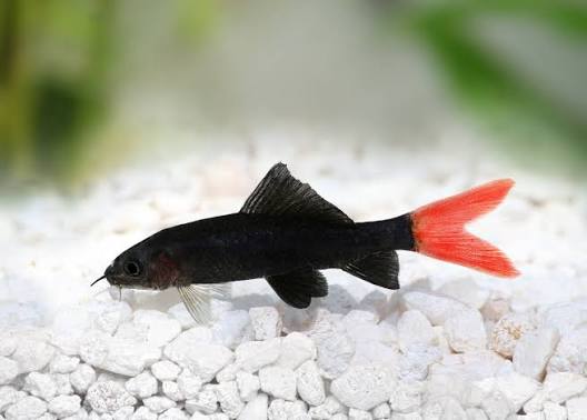 Red Tail Black Shark