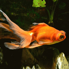 Red Telescope Goldfish